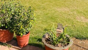 A well-maintained lawn with two potted plants, one with broad leaves and another with long, narrow leaves.