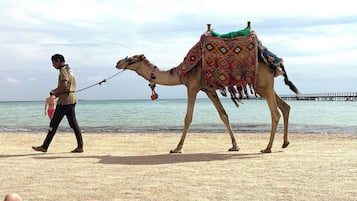 Plage privée, chaises longues, parasols, serviettes de plage