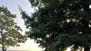 Un campo cubierto de hierba con un árbol grande, una cerca de madera y un edificio al fondo.