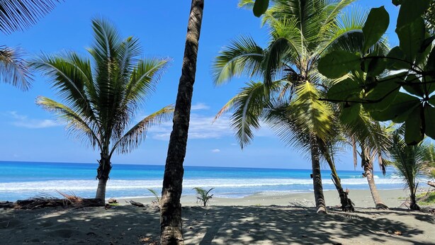 Une plage bordée de palmiers, offrant une vue dégagée sur l’océan.