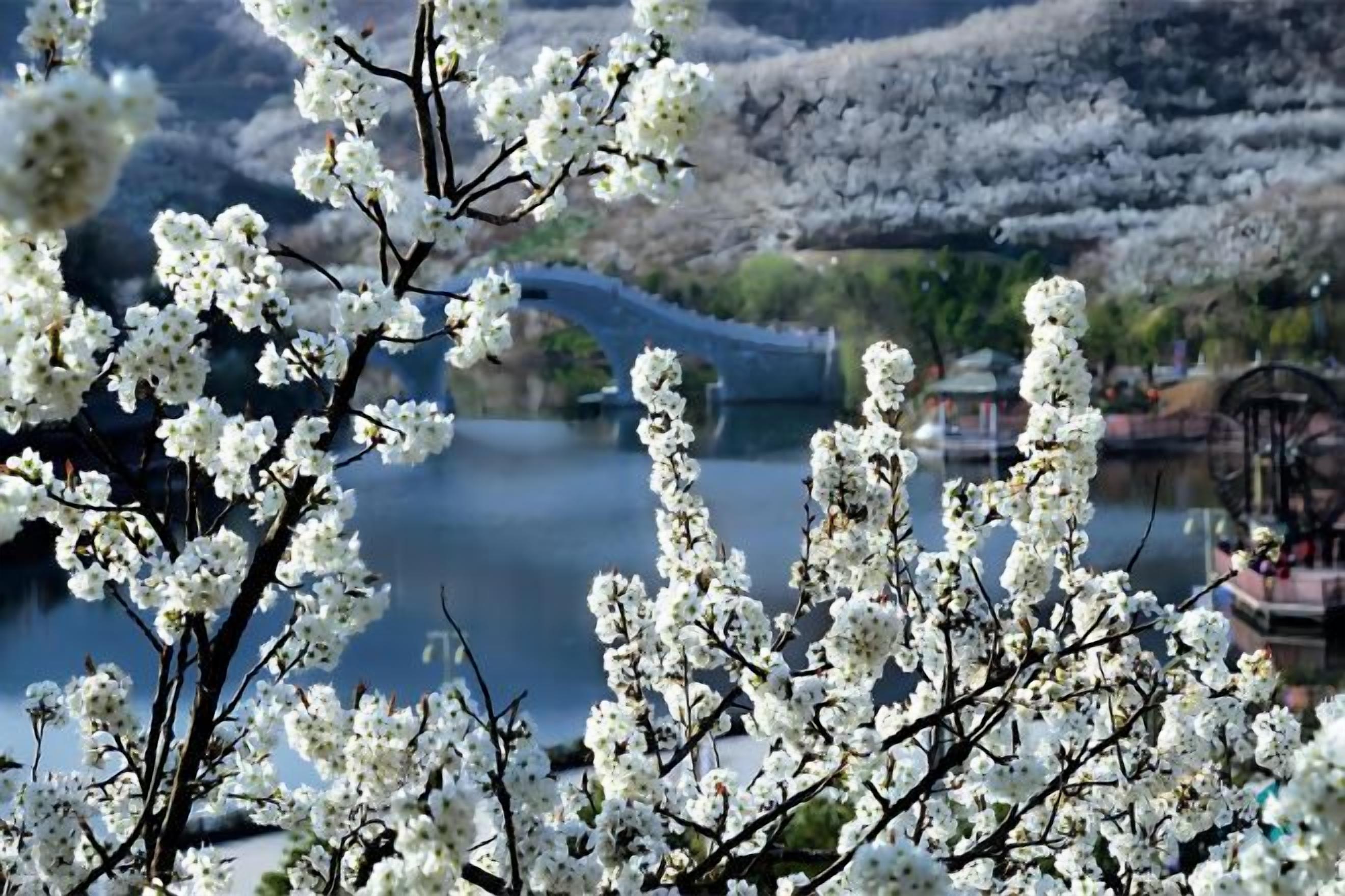 A serene landscape with a bridge and a body of water, surrounded by blooming trees.