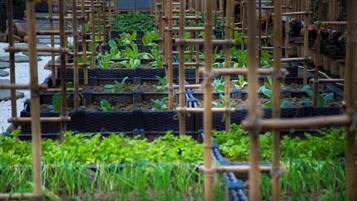Un invernadero con plantas dispuestas en filas, sostenidas por estructuras de madera.