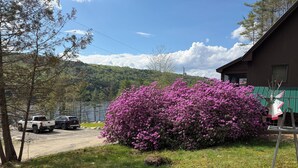 Une zone herbeuse avec un arbuste aux fleurs violettes, un chemin de gravier et un bâtiment doté d’une marquise verte.