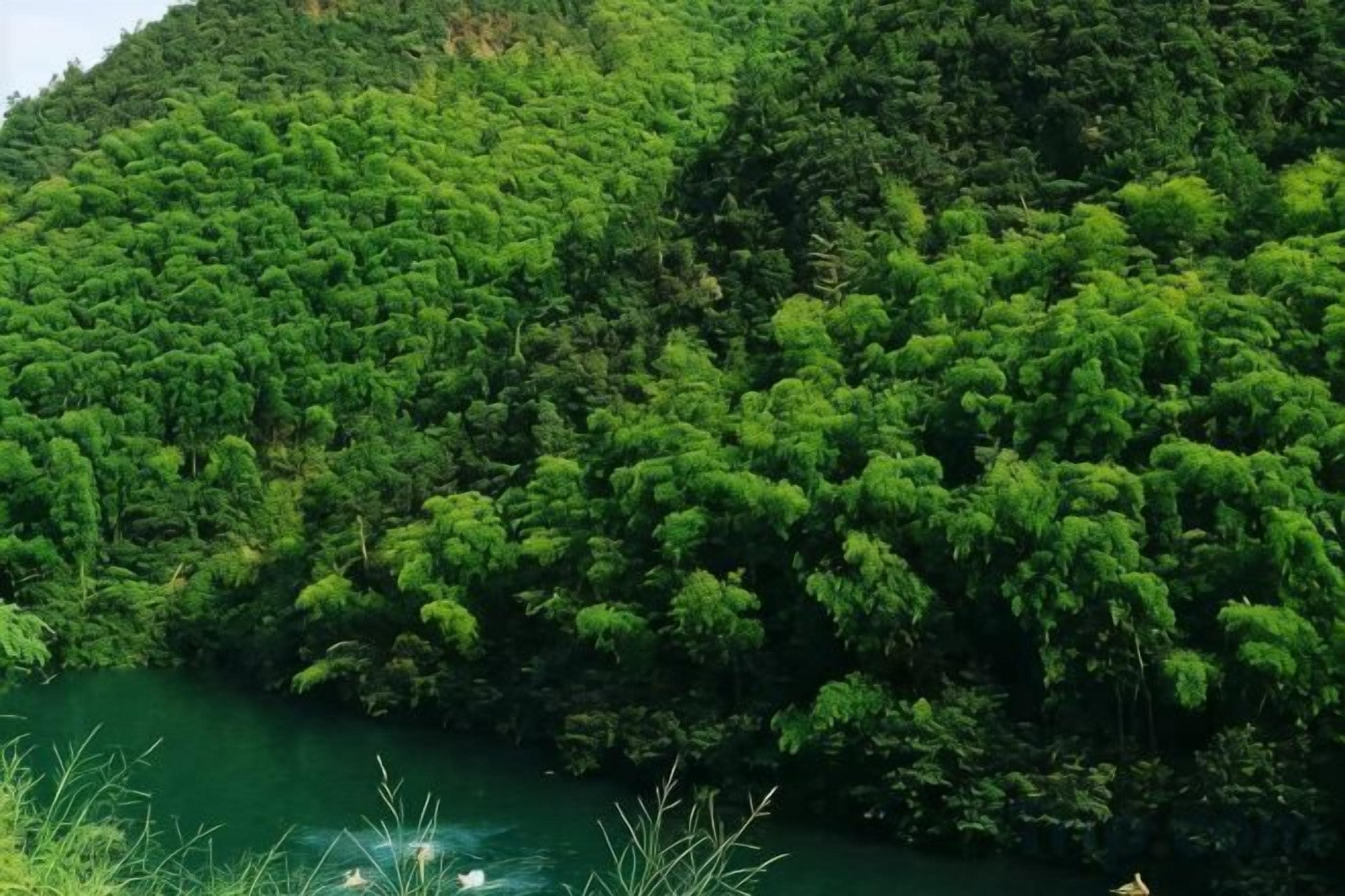 A dense forested hillside with a river at the base.