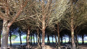 A park with picnic tables under trees, benches, and a clear view of the sea. - Piso en el Centro Para 6 Personas en Vilagarcia (Vilagarcia de Arousa)