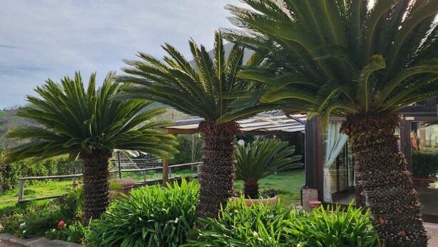 Exterior - Tenuta D'Arienzo (San Mauro La Bruca)