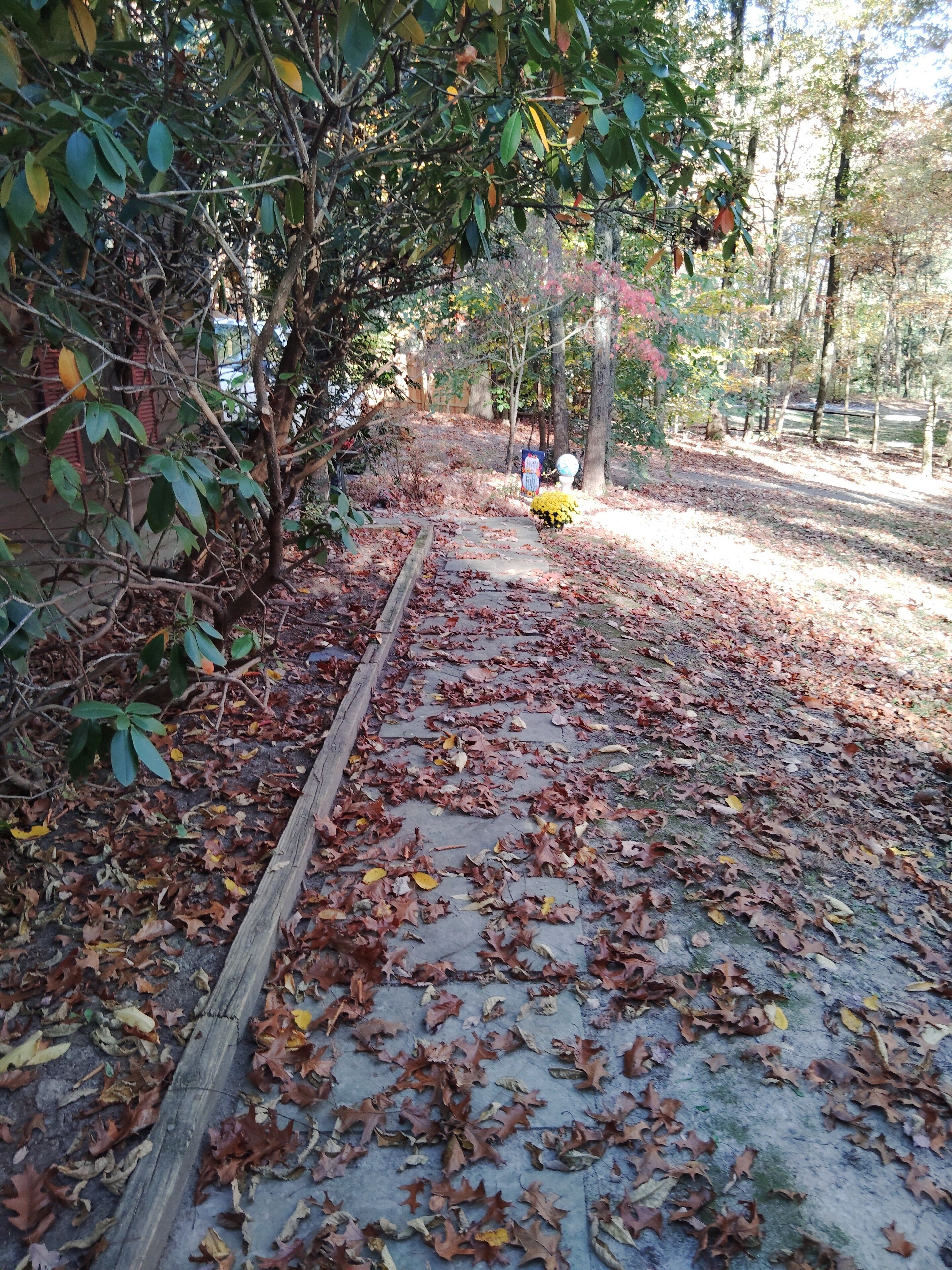 A pathway covered with fallen leaves, surrounded by trees and a wooden fence.