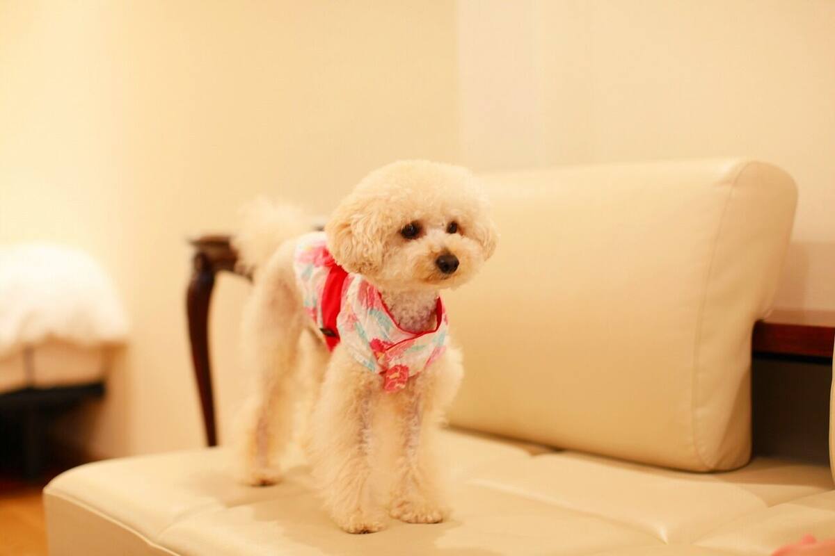 Un perro blanco pequeño de pie sobre un sofá color beige en una habitación con una silla de madera y un cojín blanco al fondo.