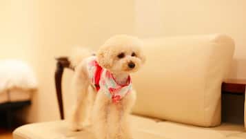 Un perro blanco pequeño de pie sobre un sofá color beige en una habitación con una silla de madera y un cojín blanco al fondo.
