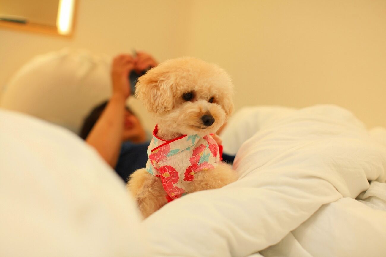 A small dog sitting on a bed with a person lying behind it.