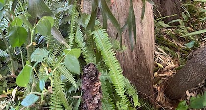 This pet friendly retreat is excellent to relax over looking a "rain forest".
