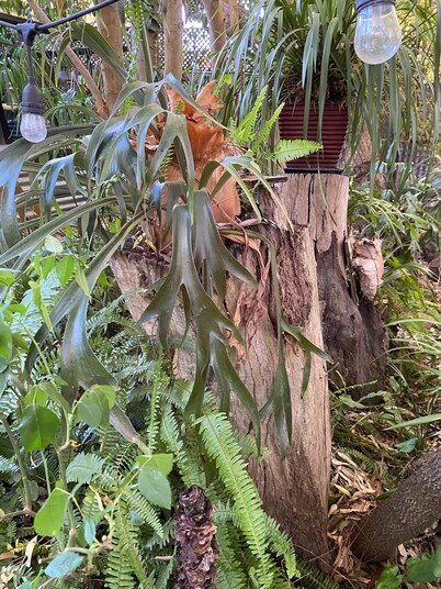  This pet friendly retreat is excellent to relax over looking a "rain forest". 