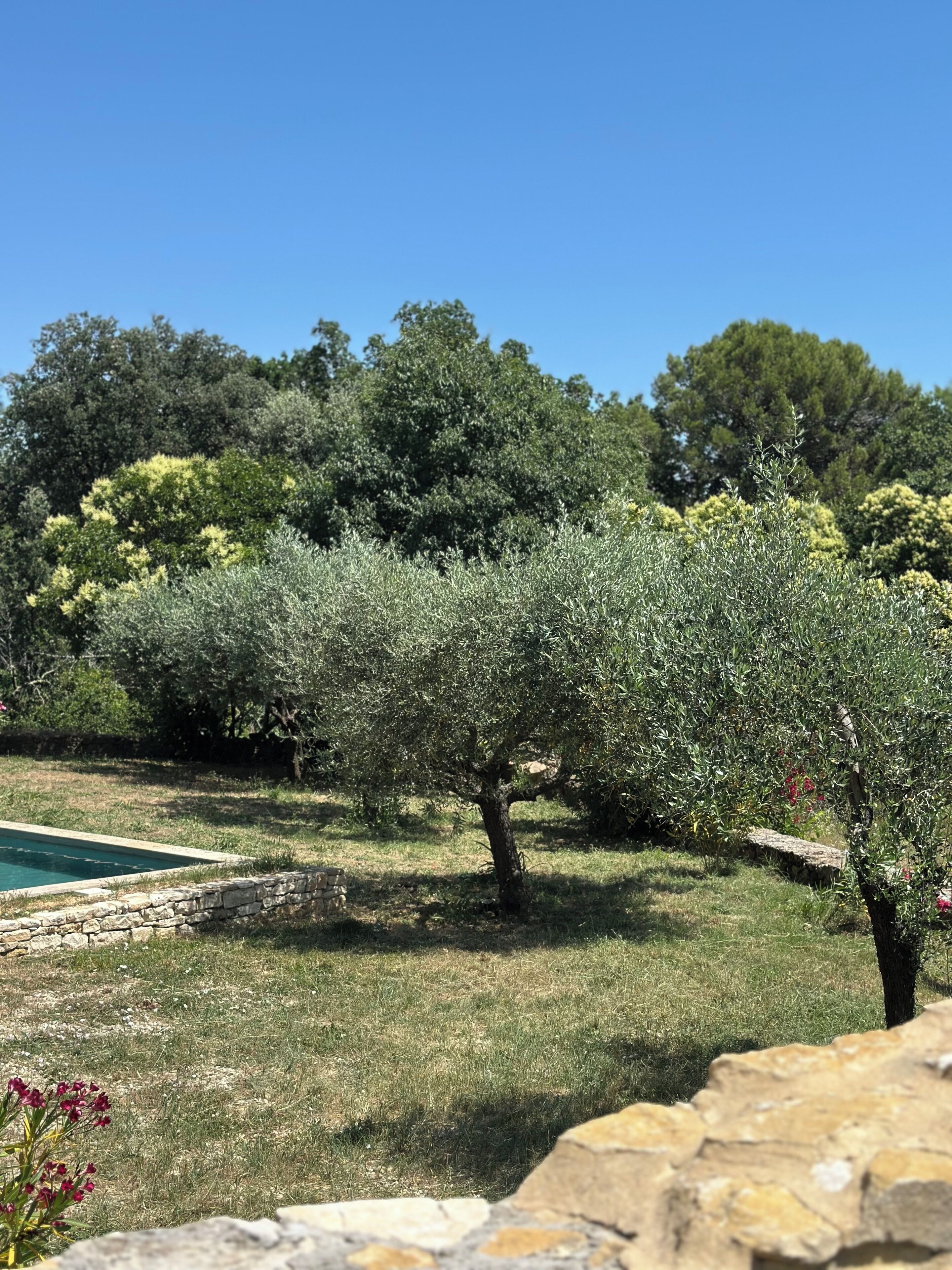 A stone wall, a pool, and olive trees in a garden.