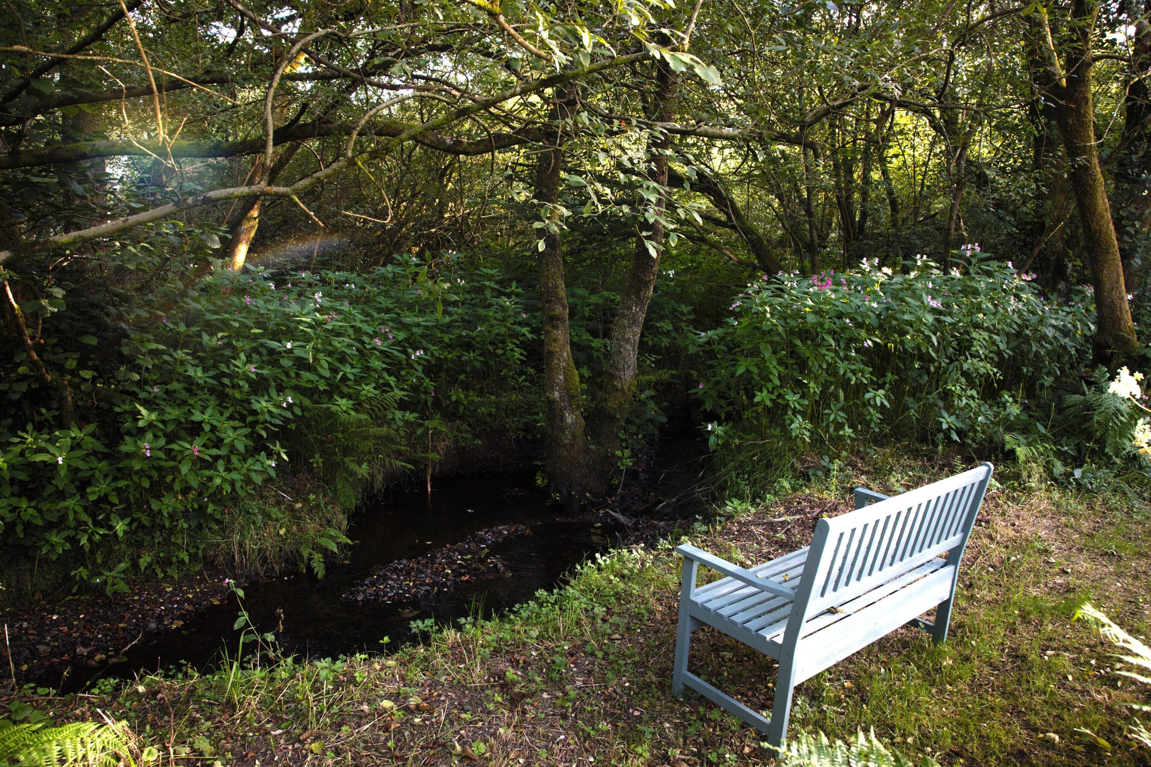 Un banc al costat d'un rierol en una zona boscosa.