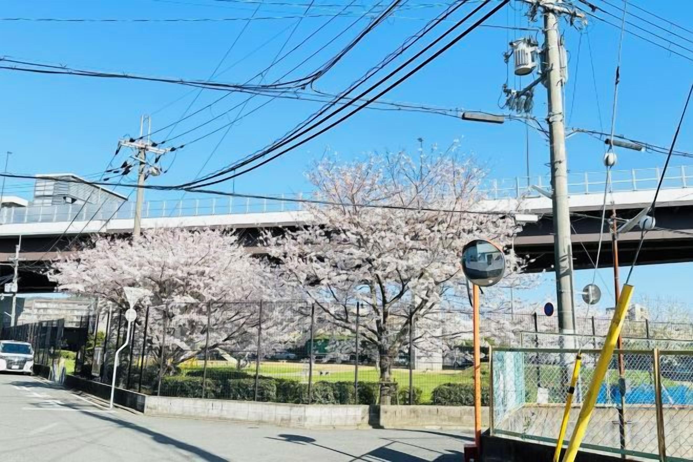 Una calle bordeada de cerezos en flor, un paso de peatones y un puente al fondo.