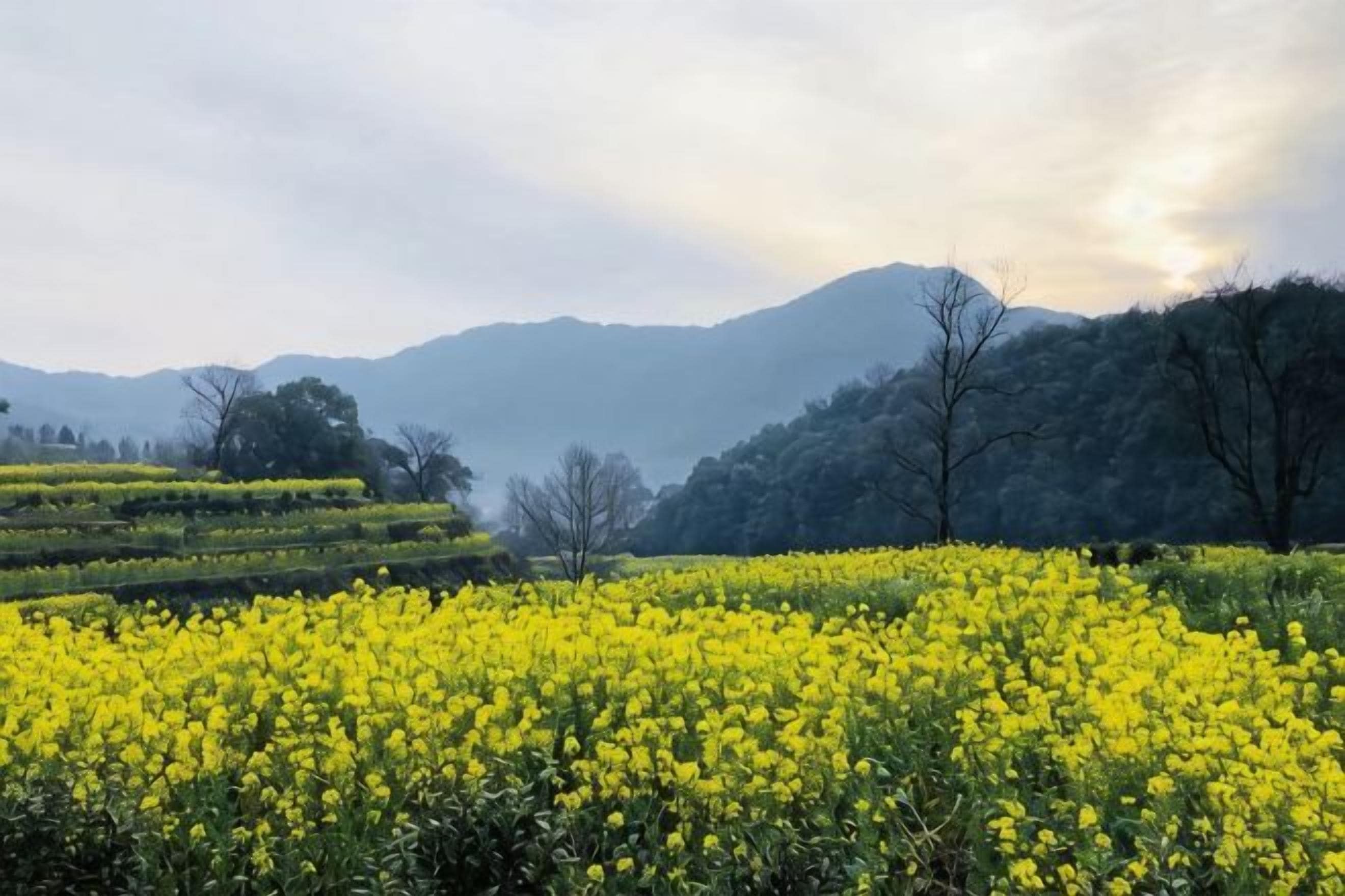 A field of yellow flowers with a mountain in the background.