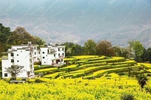 A building with multiple floors and balconies, surrounded by terraced fields with yellow crops. - nqkz (Wuyuan)