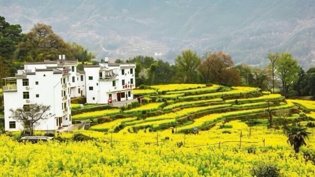Un edificio blanco de varios pisos, rodeado de campos escalonados con cosechas amarillas.