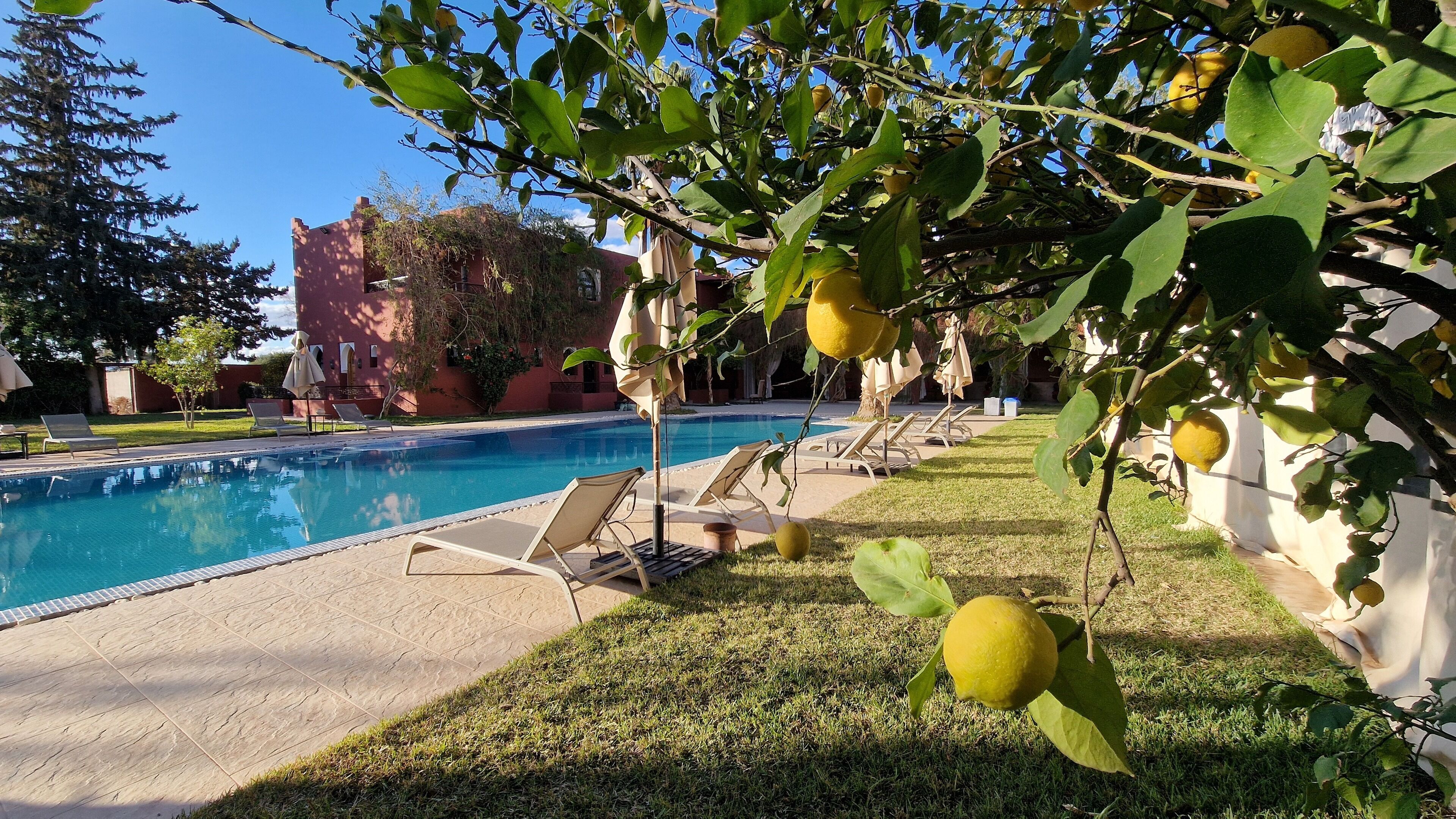 A swimming pool with lounge chairs, a grassy area, and lemon trees.