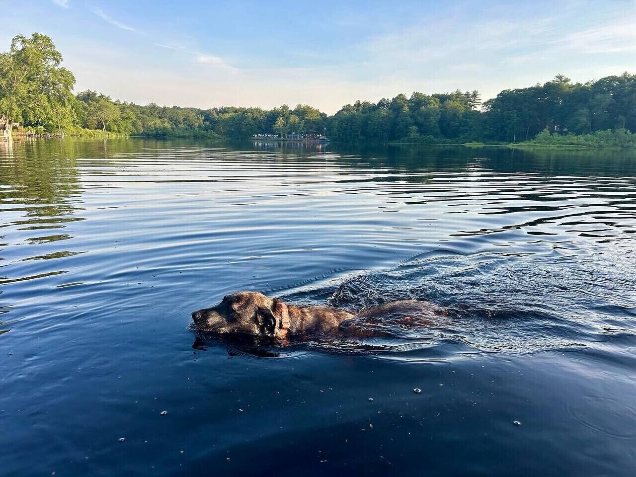Ein Hund schwimmt in einem ruhigen See, im Hintergrund Bäume.