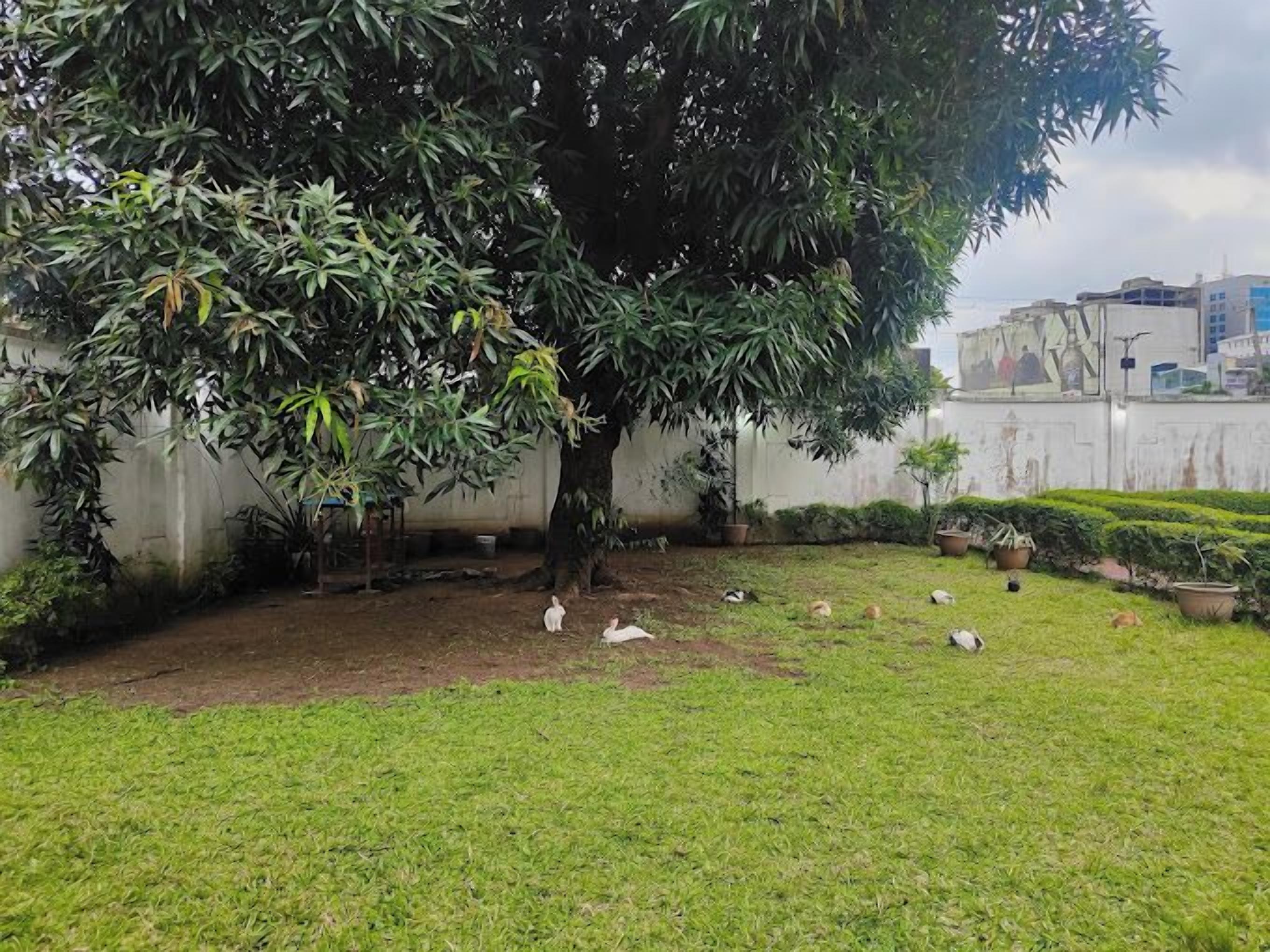 A tree-lined courtyard with a grassy area and several potted plants.