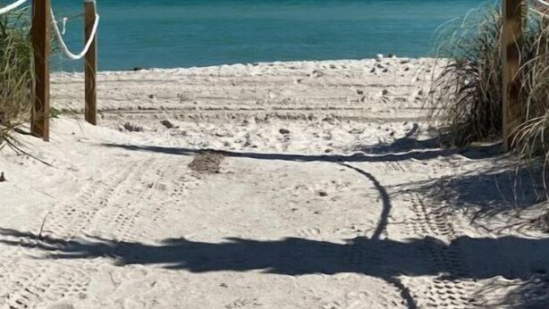 A sandy beach path leading to the ocean with wooden posts and ropes on either side. - Cute Studio Bay view! (Miami)