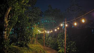 A pathway lined with trees and illuminated by string lights.