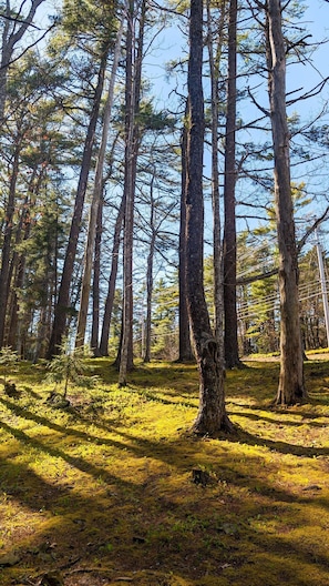 trees202 - Rustic Traditional Cabin_Cabin 10B (Bar Harbor)