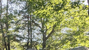A single-story cabin with a porch, a door, and a window. - Rustic Traditional Cabin_Cabin 10B (Bar Harbor)