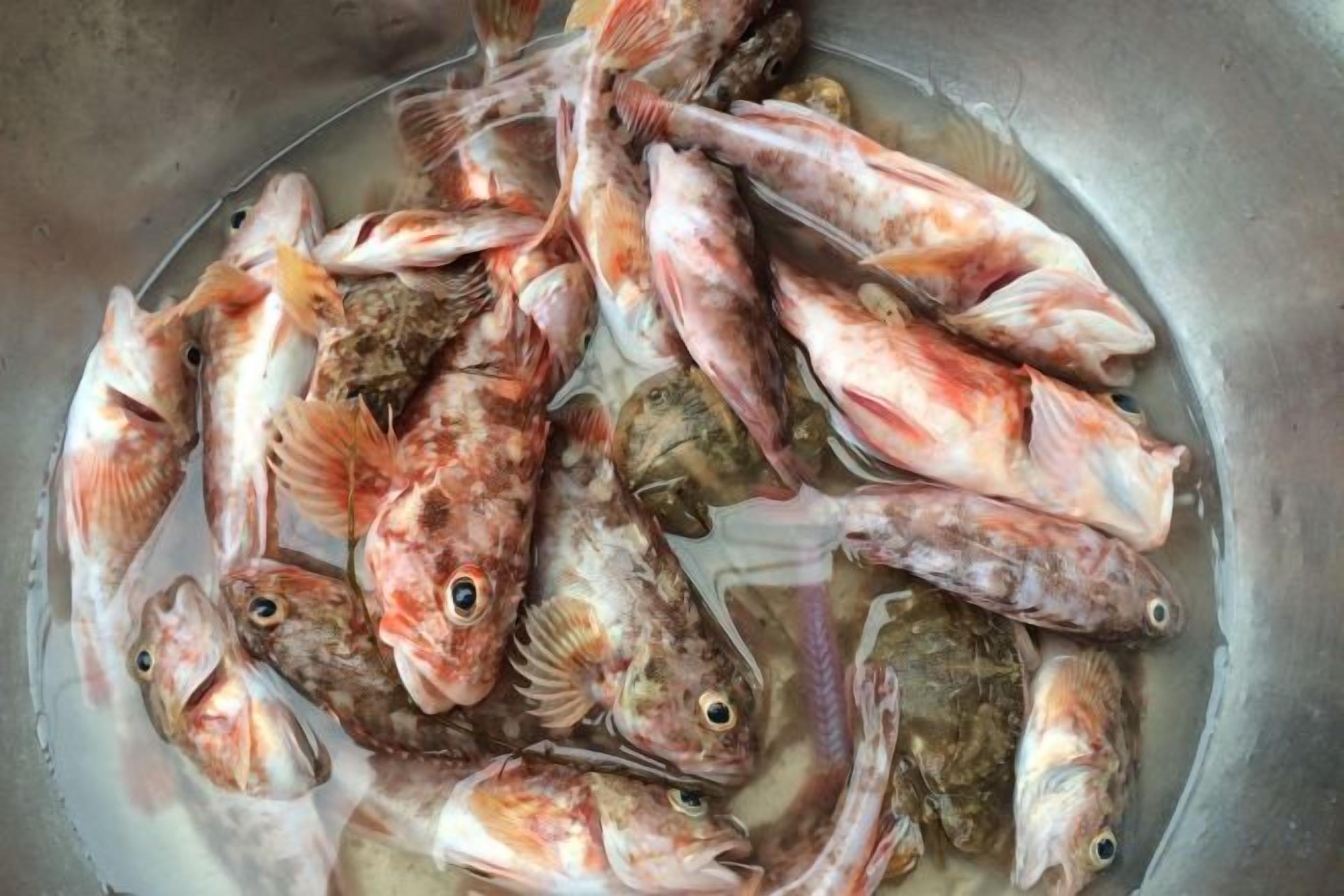 Ein Becken voller verschiedener Fische.