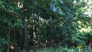 A garden with a wooden deck, dense foliage, and various flowering plants. - Cozy en-suite in beautiful East Hampton with AC, WiFi (East Hampton)