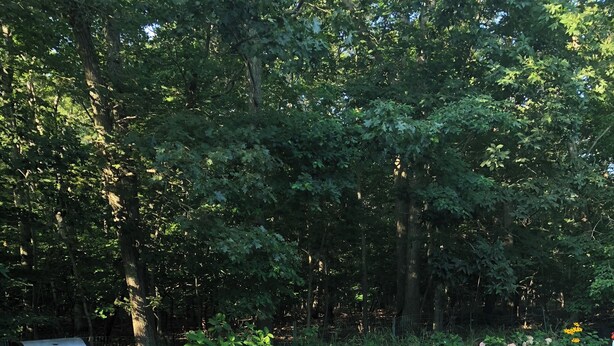 A wooden deck with a swimming pool, lounge chairs, and a grill. - Cozy en-suite in beautiful East Hampton with AC, WiFi (East Hampton)