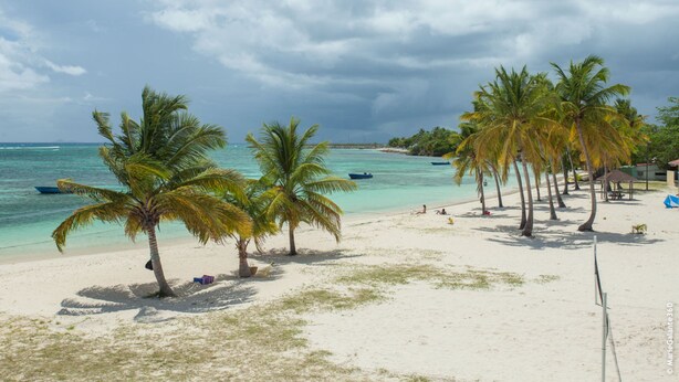 A beach with palm trees, a sandy shore, and a calm sea. - Residence KAYA, Marie-Galante, sea view (Grand-Bourg)