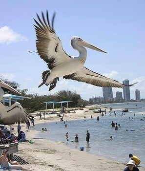 Plage