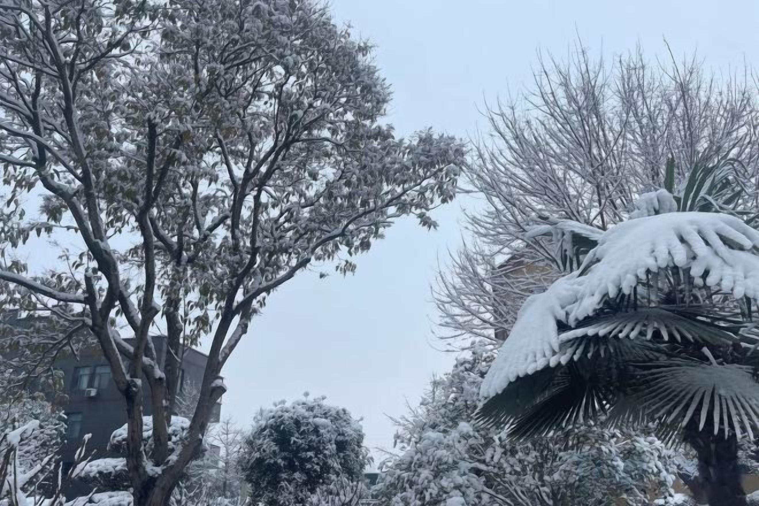 A snow-covered tree and a palm tree.