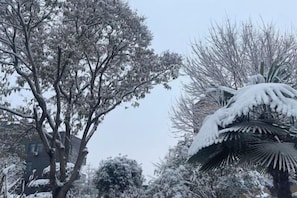 A snow-covered tree and a palm tree.