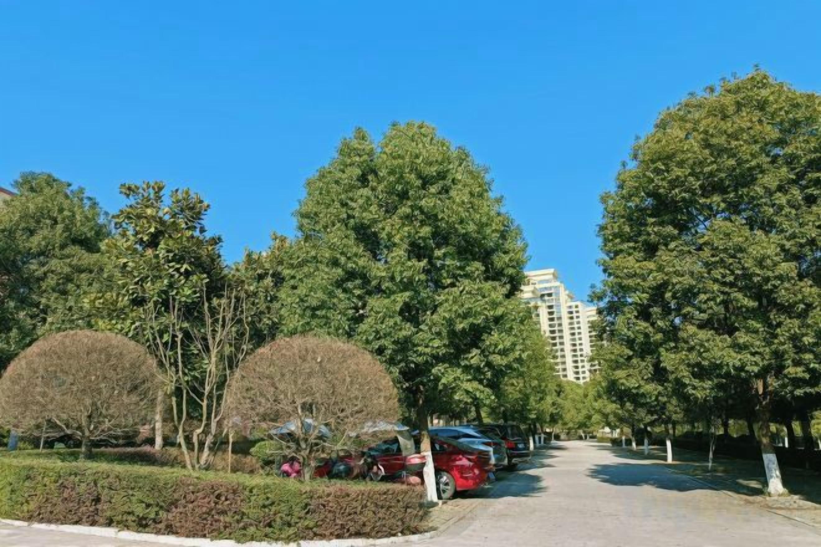 A tree-lined street with parked cars and a building in the background.