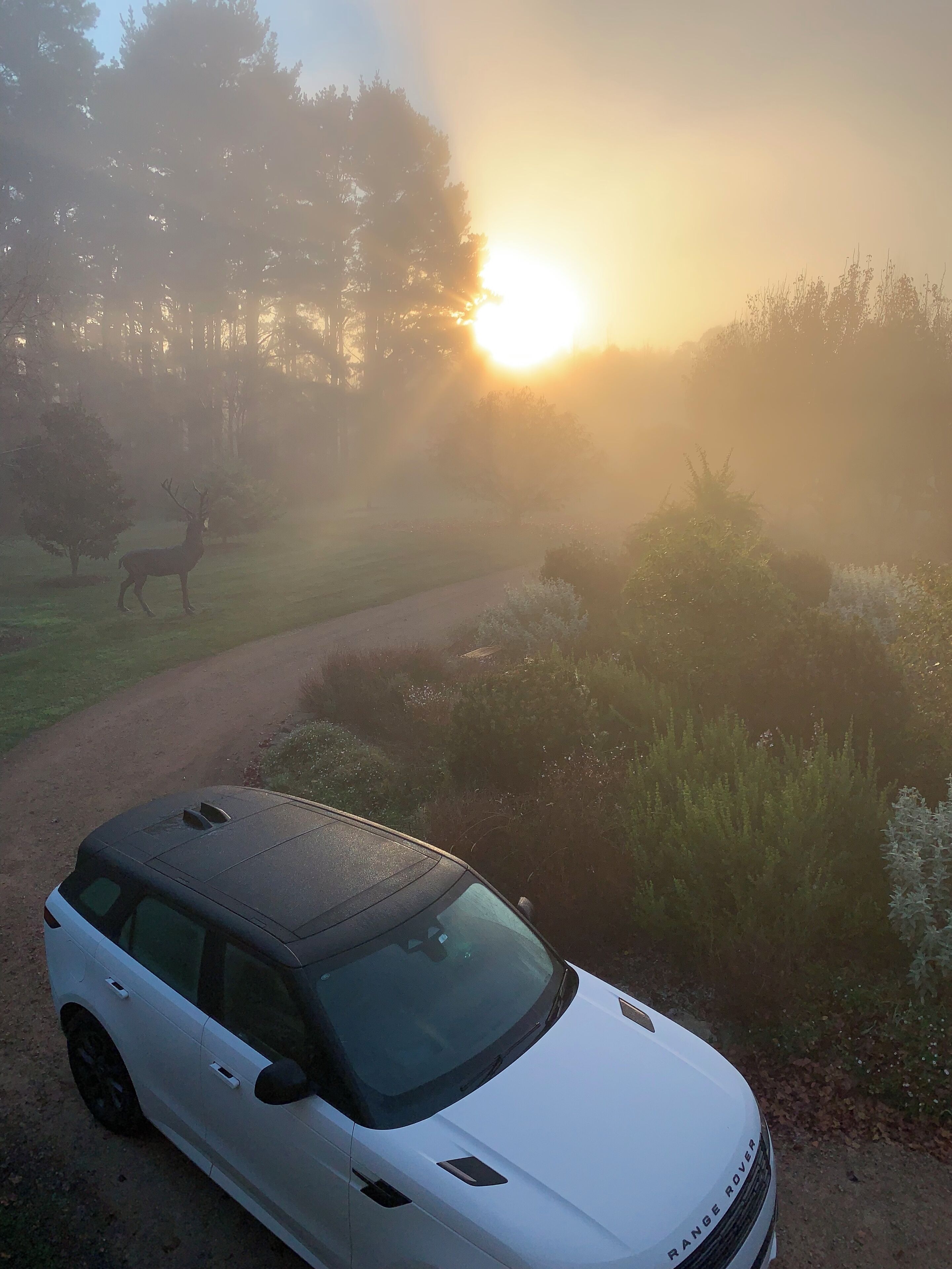 A white Range Rover parked on a dirt path in a forested area with a deer in the background and a sunrise in the distance.