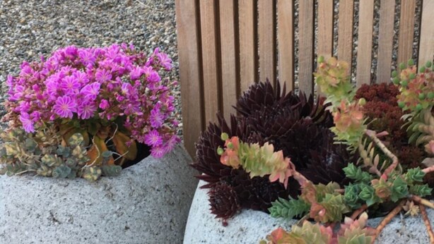 Un jardín con tres macetas de concreto que contienen diversos suculentos y flores.