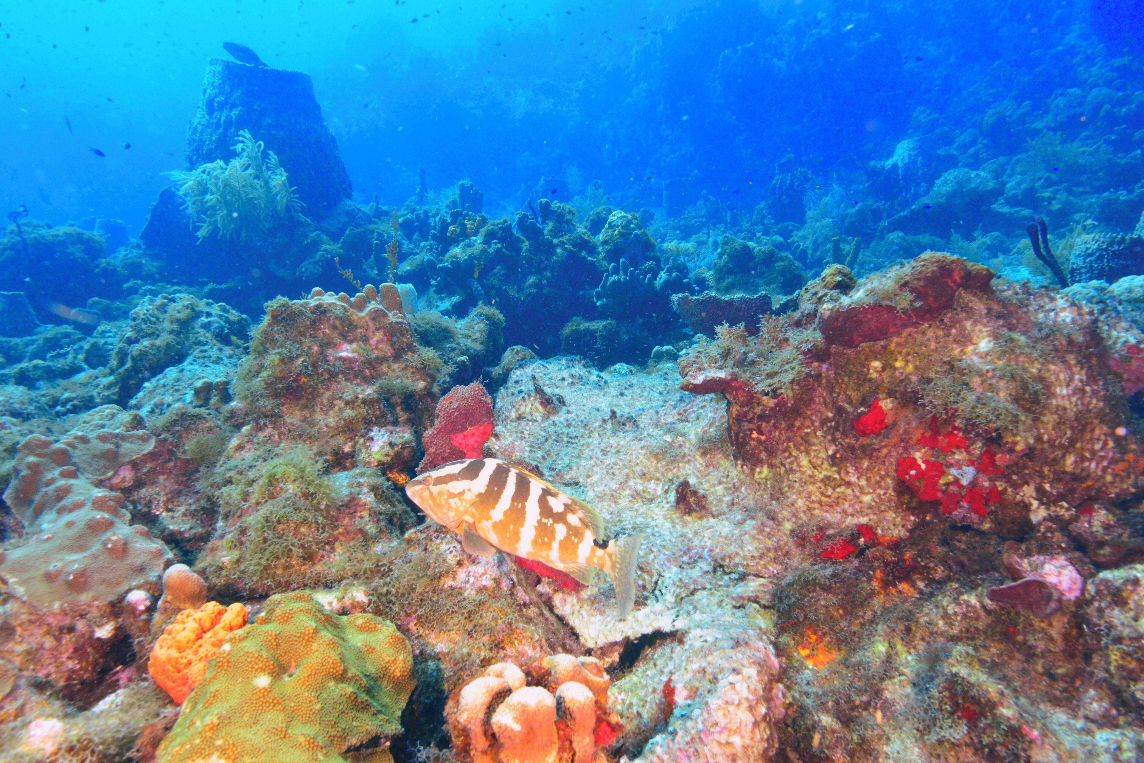 An underwater scene with a fish swimming near coral formations.