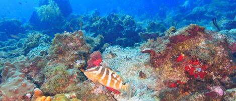 An underwater scene with a fish swimming near coral formations.