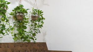 Un canapé marron, une table ronde avec un magazine, et des plantes suspendues devant un mur blanc.