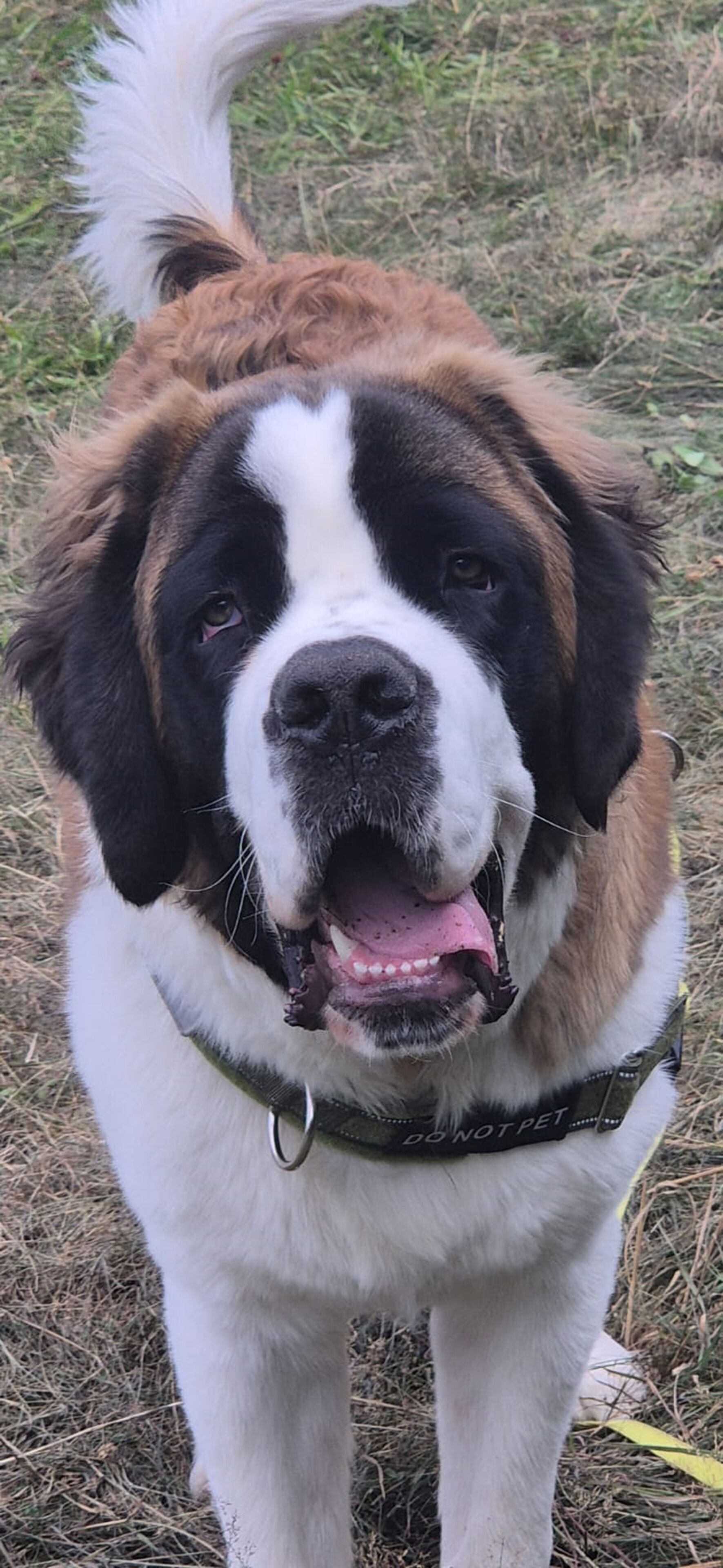 A Saint Bernard dog with a black and white coat, standing on grass.