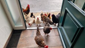 Un gruppo di galline radunate all'ingresso di un edificio.