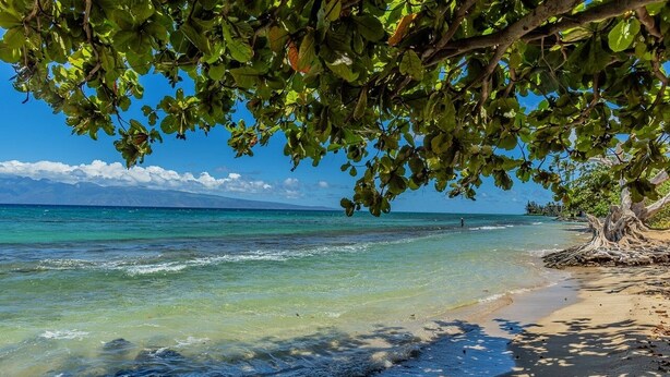 A beach with clear turquoise water, a sandy shore, and a tree with green leaves in the foreground. - Paki Maui 411 1 Bedroom Condo (Lahaina)