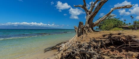 Condo, 1 Bedroom | Beach | Beach nearby