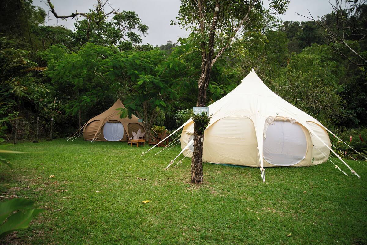 Two tents set up in a grassy area with dense trees in the background.