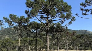 Un paisaje tranquilo junto al lago, con altos pinos y un cielo azul despejado.