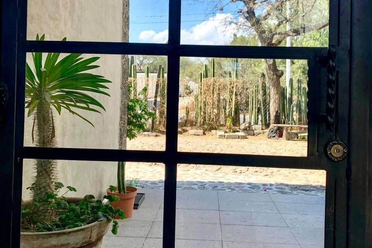 A view through a window with a grid pattern, revealing a courtyard with potted plants, a tree, and cacti.