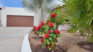 Un jardín con flores rojas y una palmera frente a un edificio con puerta de garaje.